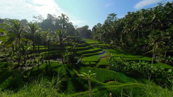 Bali